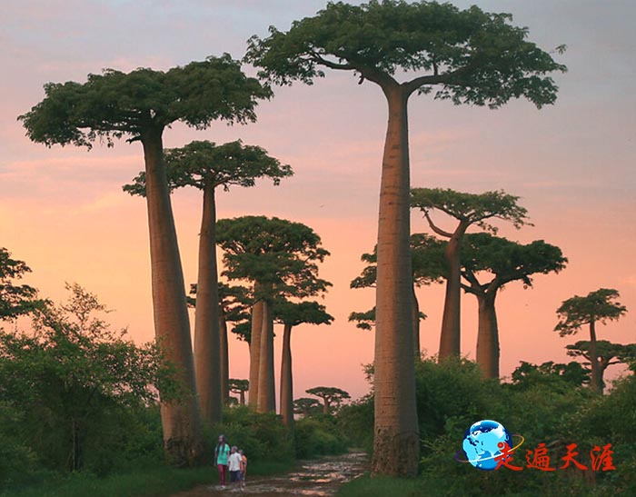 6 马达加斯加奇特的面包树.jpg